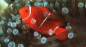 premnas biaculeatus spinecheek anemonefish Премнас красный 1.jpg