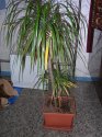 dracena.jpg