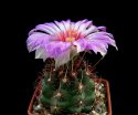 k_Thelocactus_bicolor.jpg