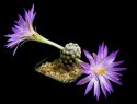 Mammillaria_theresae_1.jpg