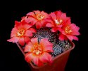 Rebutia_krainziana.jpg