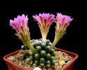 5_Mammillaria_saboae_roczekii.jpg