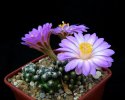 5_Mammillaria_saboae_roczekii_1.jpg