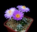 5_Mammillaria_saboae_roczekii_2.jpg