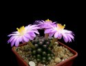 5_Mammillaria_saboae_roczekii_3.jpg