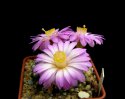 5_Mammillaria_saboae_roczekii_4.jpg