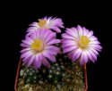 5_Mammillaria_saboae_roczekii_5.jpg