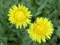 coltsfoot.jpg