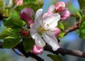 apple_flower1.jpg