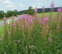 275px-Epilobium_angustifolium_02_ies.jpg