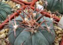 Echinocactus_horizonthalonius.jpg