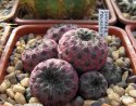 Sulcorebutia raushii.jpg