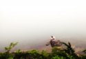 Rainier9_Fog.jpg