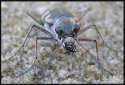 Cicindela hybrida.jpg