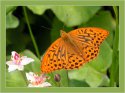 Argynnis paphia.jpg