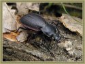 Carabus estreicheri.jpg