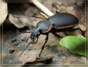 Carabus marginalis.jpg