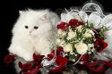 Cats_Roses_Bouquets_332051.jpg