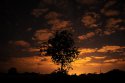 tree_and_night_sky_DSC_9452.jpg