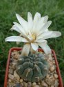 Gymnocalycium vatteri.jpg