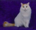 turkish_van1.jpg