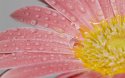 water gerbera 1024.jpg