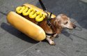 такси dachshund-hot-dog.jpeg