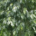 ficus-benjamina.jpg