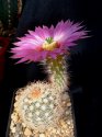 Echinocereus r..jpg