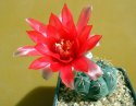 Gymnocalycium baldianum.jpg