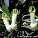 3 ceropegia ampliata.jpg