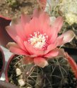 gymnocalycium-sp.jpg