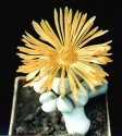 lapidaria_margarethae.jpg