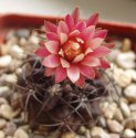 horridocactus-pulchellus.jpg