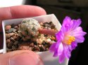 mammillaria_theresae.jpg