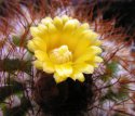 parodia_procera_v[1].andreae.jpg