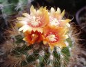 parodia-sanagasta.jpg