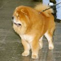 249px-Chowchow.jpg