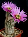 Echinocereus reychenbahii.jpg