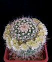 Mammillaria_karwinskiana_ssp_nejapensis.jpg