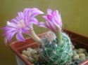 Mammillaria longiflora NH2094.jpg