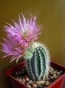 Echinocereus baileyi v. albispinus.jpg