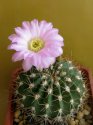 Acanthocalycium spiniflorum B015.jpg