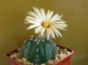 Astrophytum asterias f. nudum.jpg