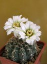 Gymnocalycium _xx.jpg