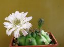 Gymnocalycium damsii v. centrispinum.jpg