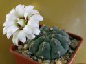 Gymnocalycium vatteri.jpg