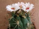 Gymnocalycium zegarrae.jpg