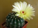 Notocactus ottonis.jpg