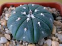 Astrophytum asterias f. nudum.jpg